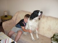 das zu meldende Bild